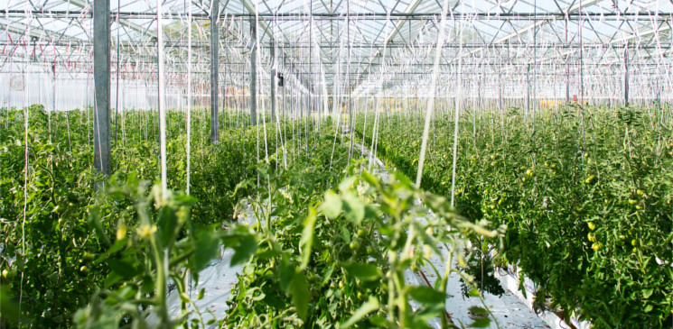 AgriFood food security