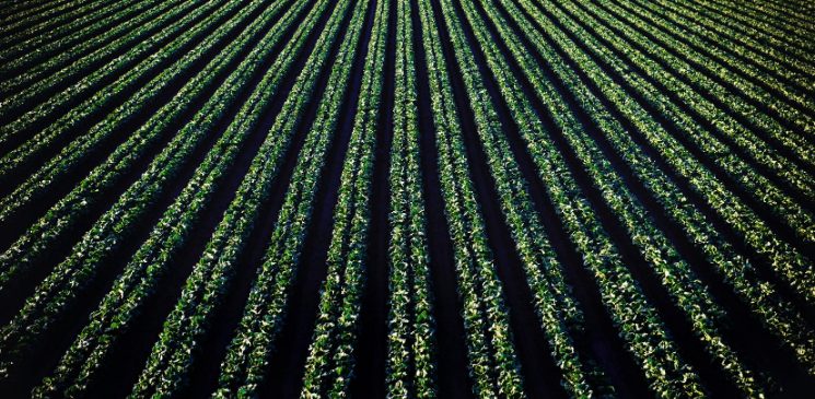 Food security