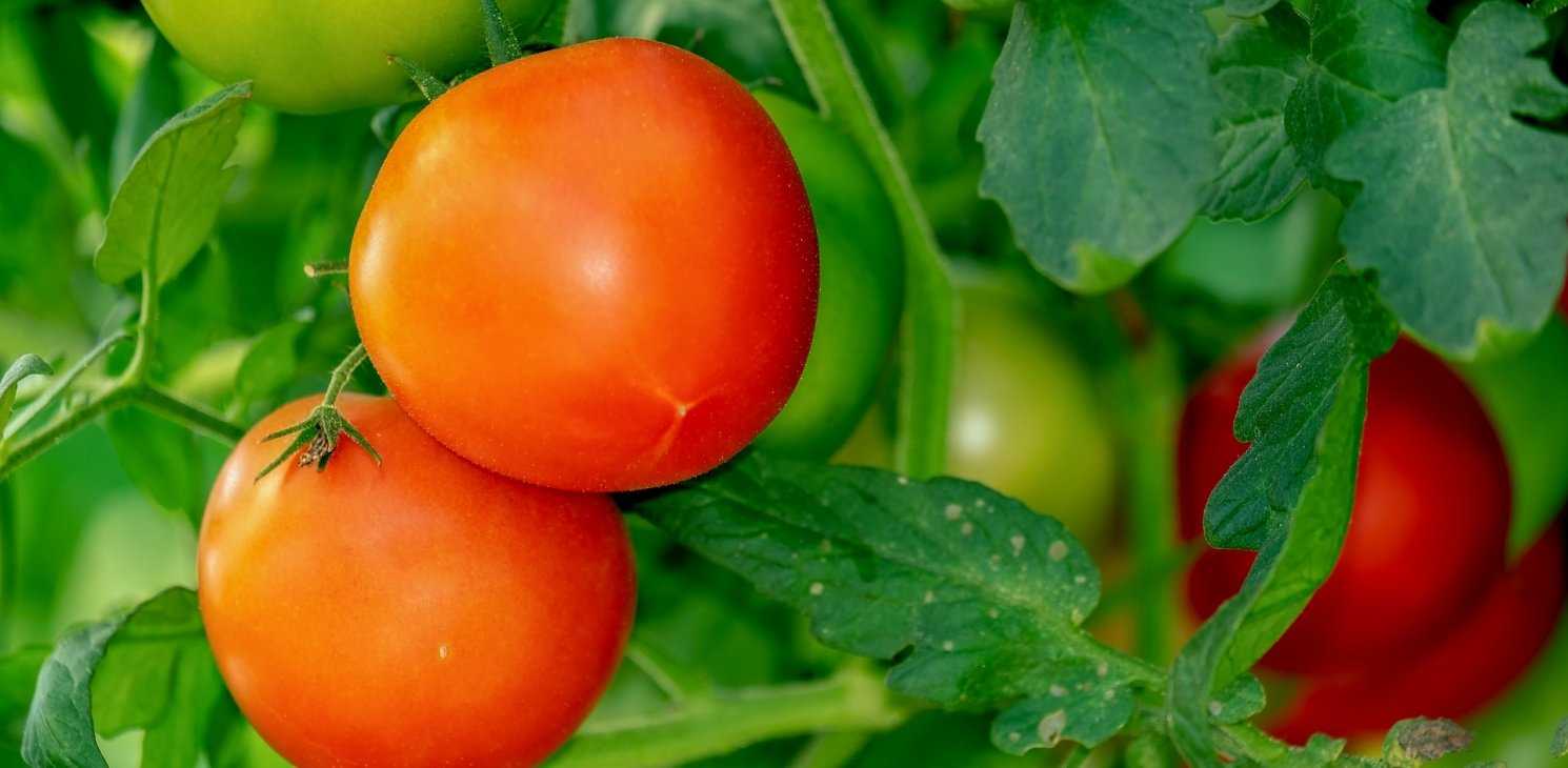 coronavirus effect on food system