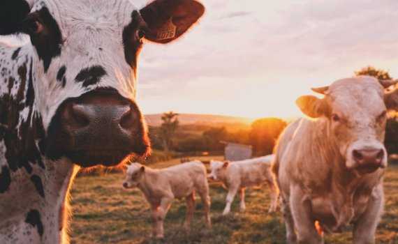 cows in field oie tool joanthan rushton