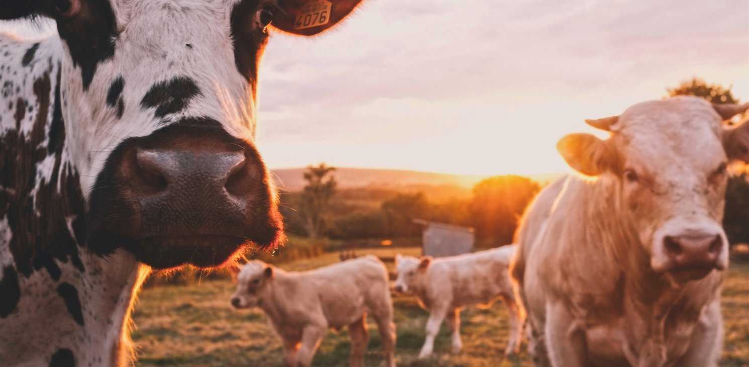 cows in field oie tool joanthan rushton